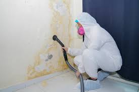 Best Mold Odor Removal Services  in Andrews, NC